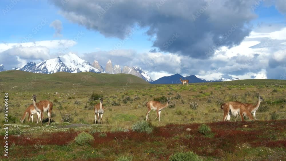 Family of wild guanacos eating spring grass in Patagonia in Torres del Paine park with mountains behind. High quality FullHD footage Family of wild guanacos eating spring grass in Patagonia in Torres del Paine park with mountains behind. High quality FullHD footage
