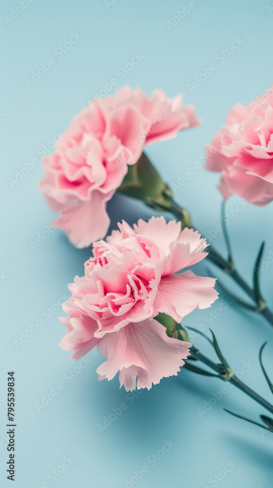 pink carnations on blue background pink carnations on blue background