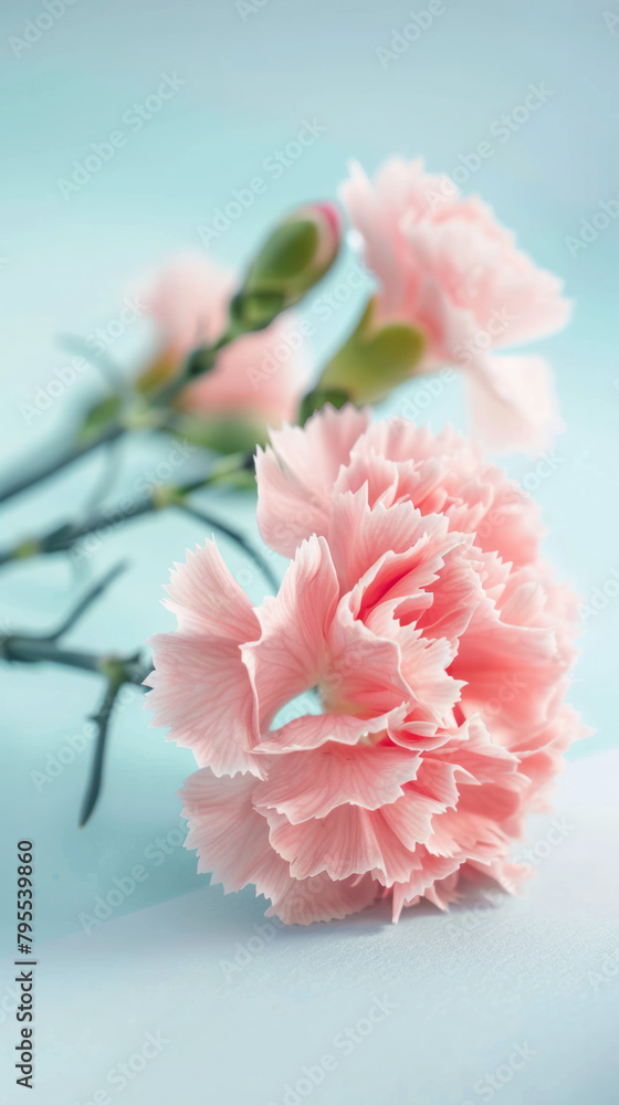 Pink carnations blooming on light blue background Pink carnations blooming on light blue background