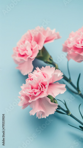 pink carnations on blue background