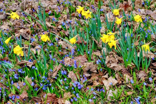 Early Bloom Amongst the Old: Fresh daffodils and scilla emerge among fallen leaves, signaling the start of spring