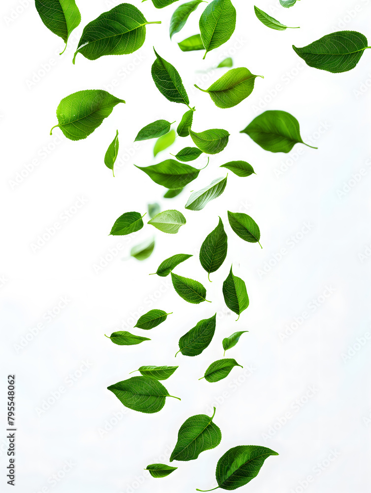 Fresh Green Leaves Floating on a White Background