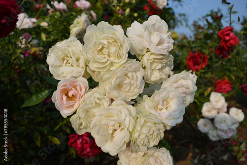 bouquet of white roses in a garden