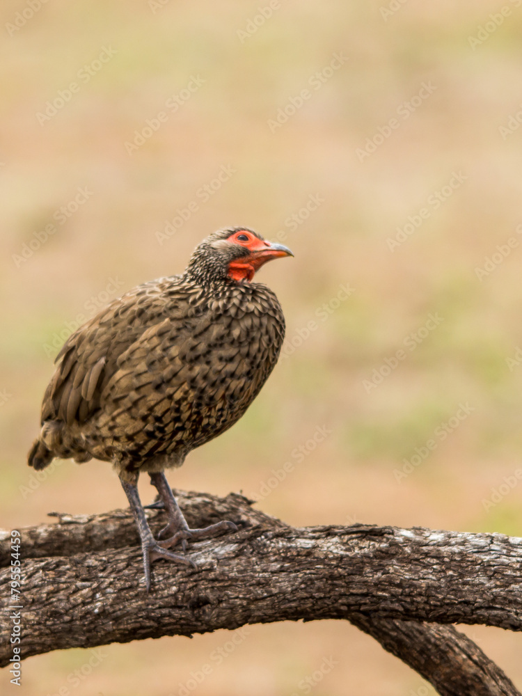 Swainson’s Francolin, Pternistis swainsonii, on a fallen log looking up in the Bushveld of the Kruger National Park in South Africa. Swainson’s Francolin, Pternistis swainsonii, on a fallen log looking up in the Bushveld of the Kruger National Park in South Africa.