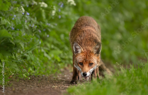 Portrait of a red fox standing in a meadow