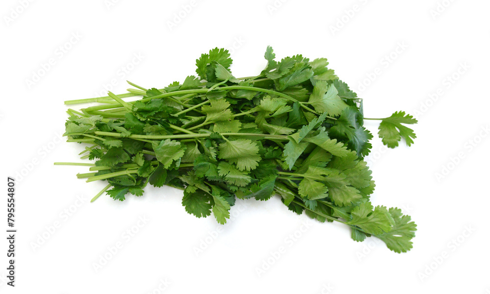 A fresh cilantro bunch on white