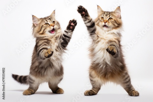 Happy smiling dancing Siberian Cats mammal animal kitten.