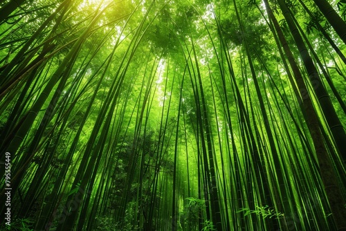 A lush bamboo forest, with tall stalks rustling in the breeze