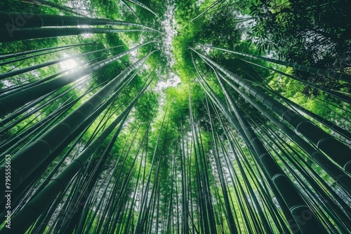 A lush bamboo forest, with tall stalks rustling in the breeze