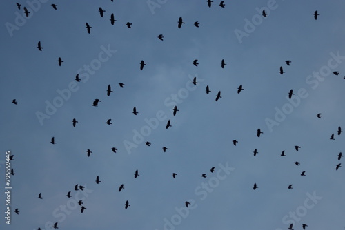 crow birds flying in blue sky