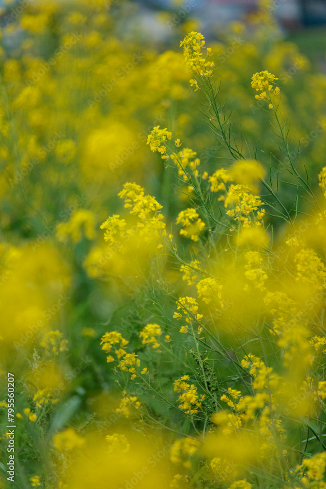 Obraz premium 一面黄色く埋め尽くす菜の花畑