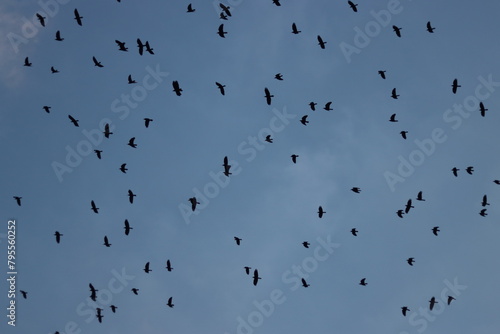 Canvas Print crow birds flying in blue sky