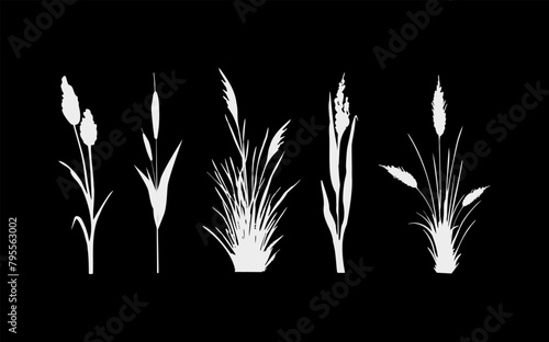 Image of a monochrome reed,grass or bulrush on a white background.Isolated vector drawing.Black grass graphic silhouette.