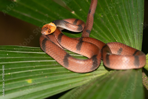 Eastern coral snake (Micrurus fulvius) photo