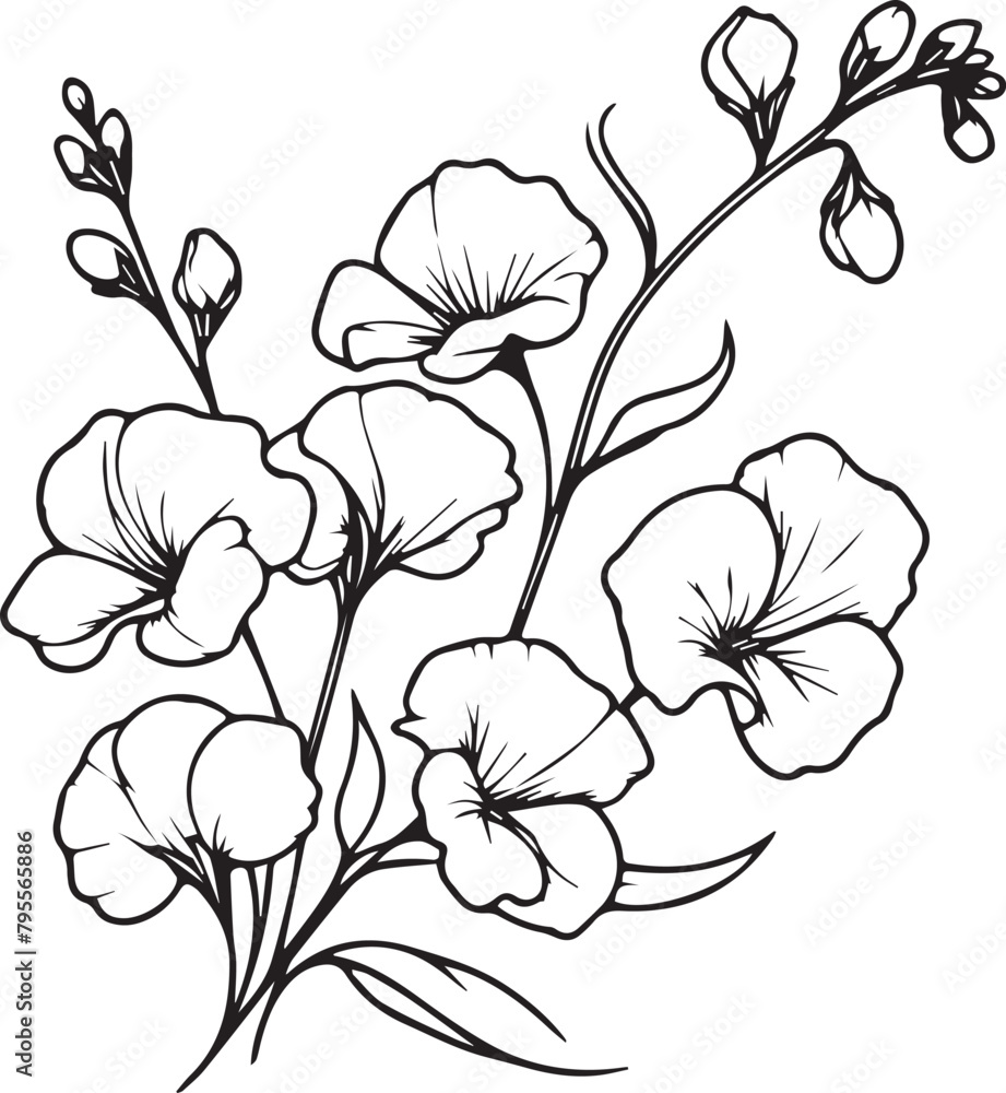 Vector sweet pea flower drawing, easy sweet pea flower drawing, painting sweet pea creeper drawing, sweet pea coloring pages, sweet pea floral of diagram Vector sweet pea flower drawing, easy sweet pea flower drawing, painting sweet pea creeper drawing, sweet pea coloring pages, sweet pea floral of diagram