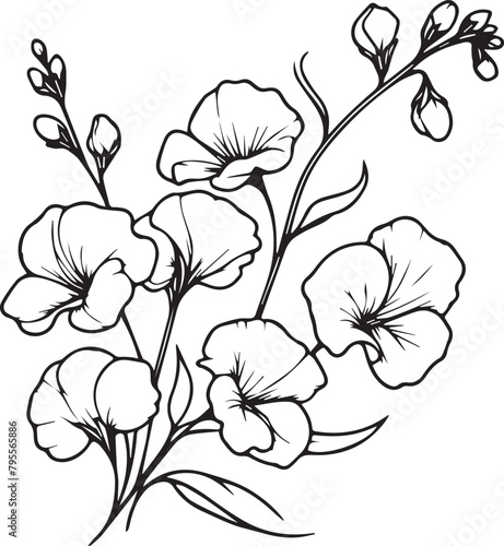 Vector sweet pea flower drawing, easy sweet pea flower drawing, painting sweet pea creeper drawing, sweet pea coloring pages, sweet pea floral of diagram 