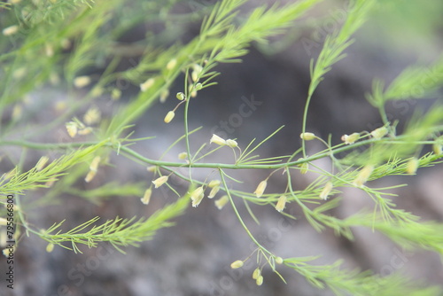 Asparagus Growth: From Soil to Spear