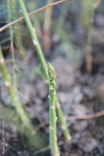 Asparagus Growth: From Soil to Spear