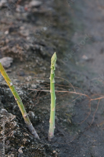 Asparagus Growth: From Soil to Spear