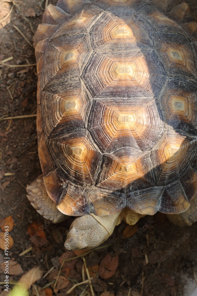 Sulcata tortoise shell, copy space, Top View
Sulcata tortoise shell, copy space, Top View