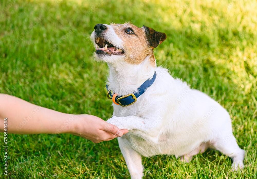 How to teach a dog to shake hands. Smart doggy gives paw to a person