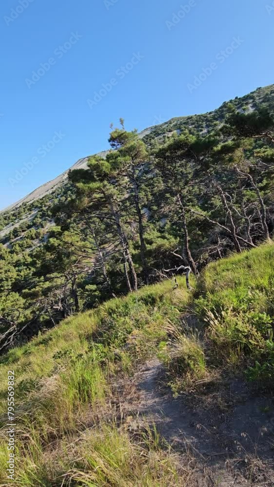 Pine forest on a Mediterranean coastline on summer day with sunlight and blue sea Pine forest on a Mediterranean coastline on summer day with sunlight and blue sea