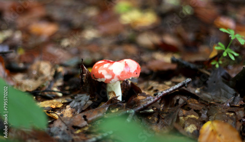 Kleiner Fliegenpilz im Wald