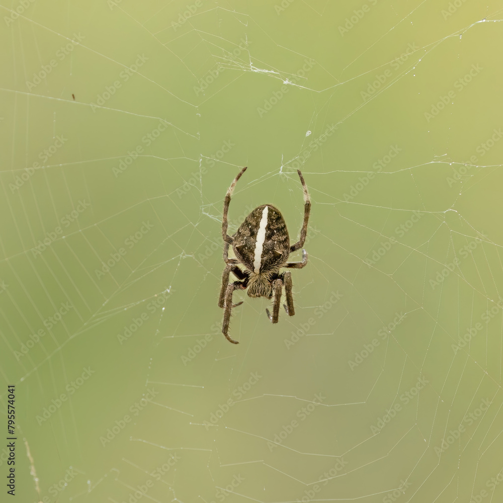 A spider called a Garden Orb Weaver with a white stripe down its back, suspended in its web while waiting for prey in the Gold Coast Botanical Gardens in Queensland, Australia.
