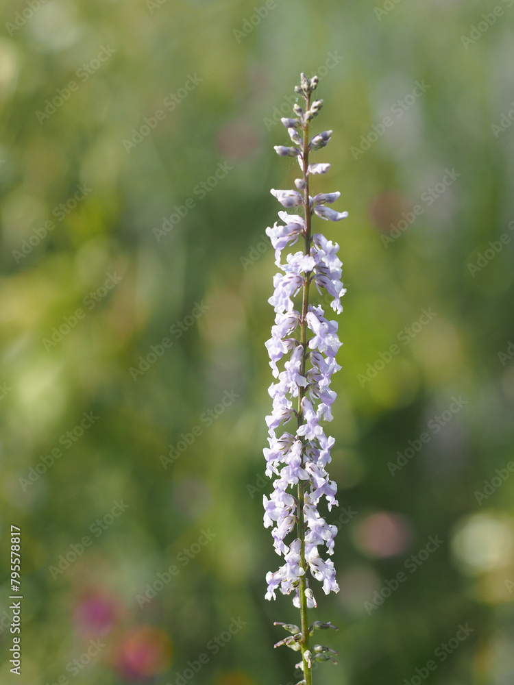 Daisy-leaved Toadflax (Anarrhinum bellidifolium) Daisy-leaved Toadflax (Anarrhinum bellidifolium)
