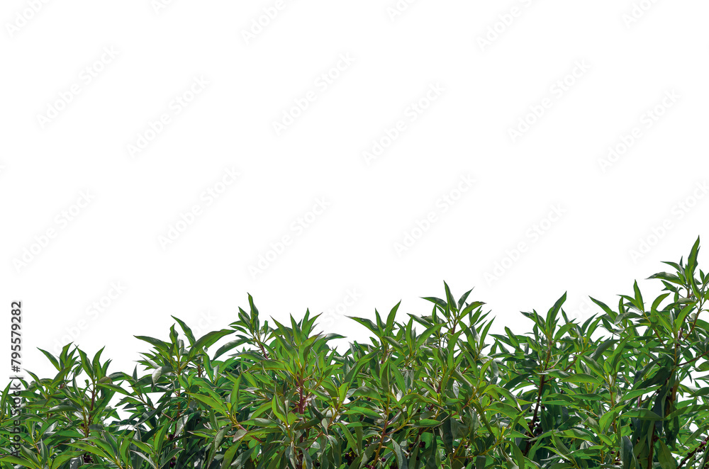 Green trees, tops of shrubs isolated on a transparent background, with juicy leaves and black berries slightly reminiscent of coffee fruits Green trees, tops of shrubs isolated on a transparent background, with juicy leaves and black berries slightly reminiscent of coffee fruits