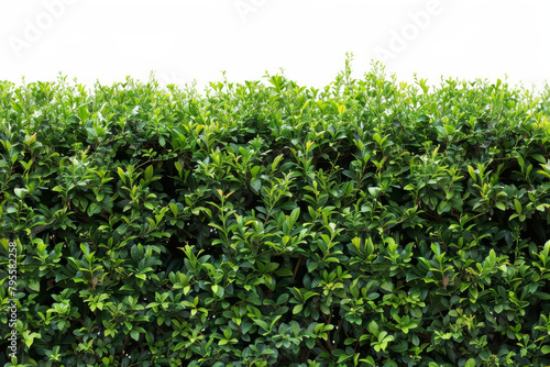 Green hedge isolated on white background photo