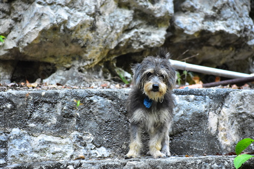 Cachorro, en un cenote, en un piso de madera