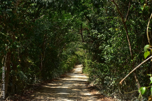 camino entre la naturaleza, entre árboles y luz solar