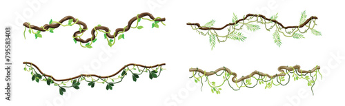 Tropical Hanging Jungle Liana Climbing Plant Vector Set