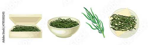 Green Hijiki Seaweed and Algae Plant Vector Set