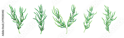 Green Hijiki Seaweed and Algae Plant Vector Set
