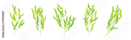 Green Hijiki Seaweed and Algae Plant Vector Set