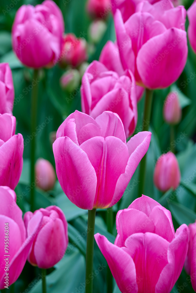 pink tulip involve together in the field pink tulip involve together in the field
