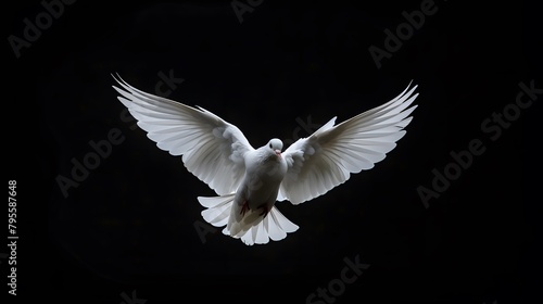 Flying white dove on black background © Philip