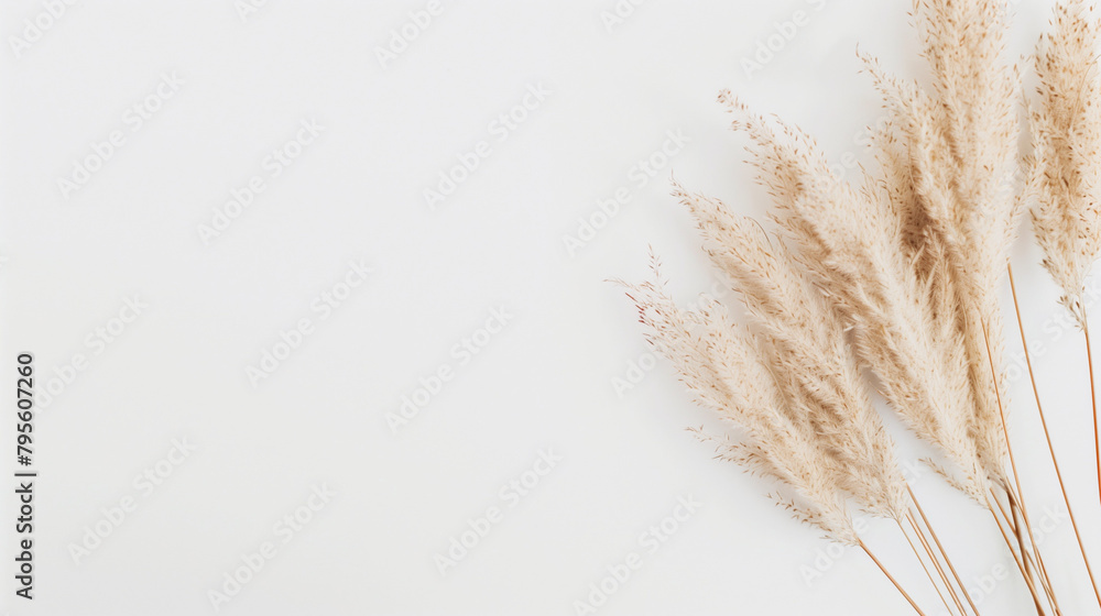 Pampas grass fills right, open left, for text/graphic overlays. Perfect for product/event/brand showcasing