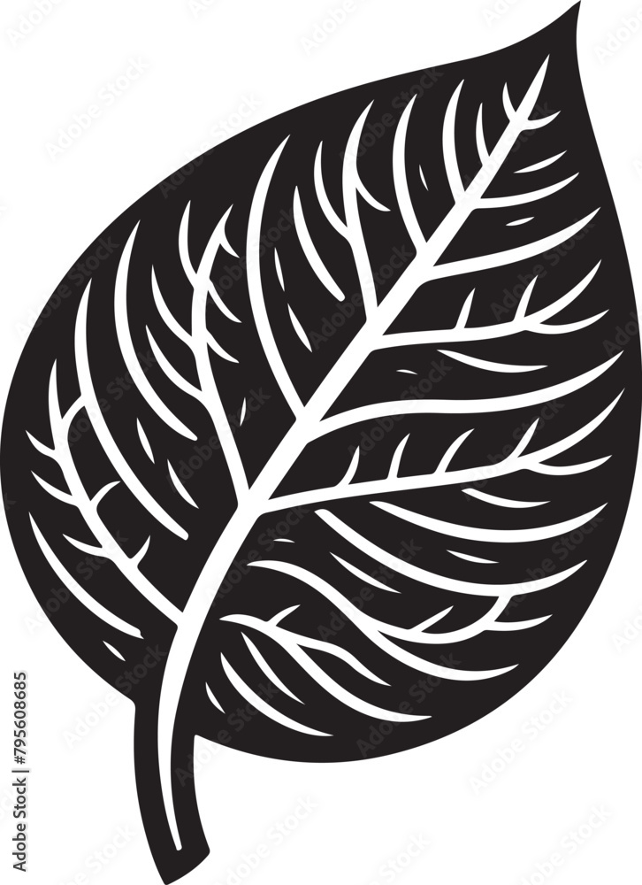 Obraz premium black and white feather