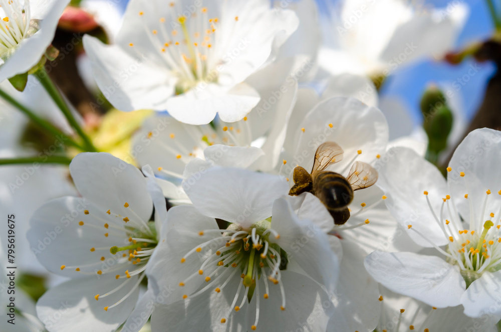White spring cherry blossom flowers close up White spring cherry blossom flowers close up