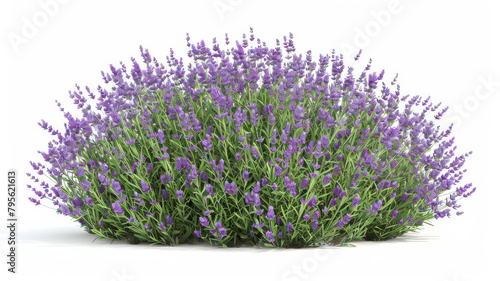 A photo of a lavender bush in full bloom against a white background.