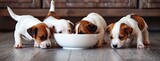 hungry Jack Russell Terrier puppies eagerly devouring food from a bowl, their enthusiasm palpable.