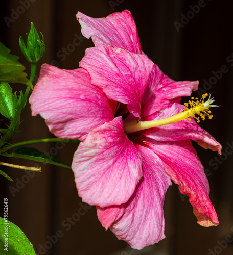 Pink Chinese rose flower on a dark background. hibiscus, Florida.
