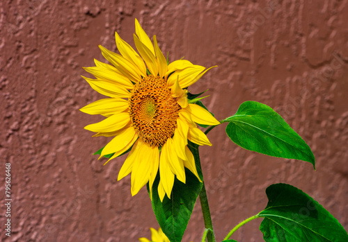 Sunflower against a background of a brown wall.