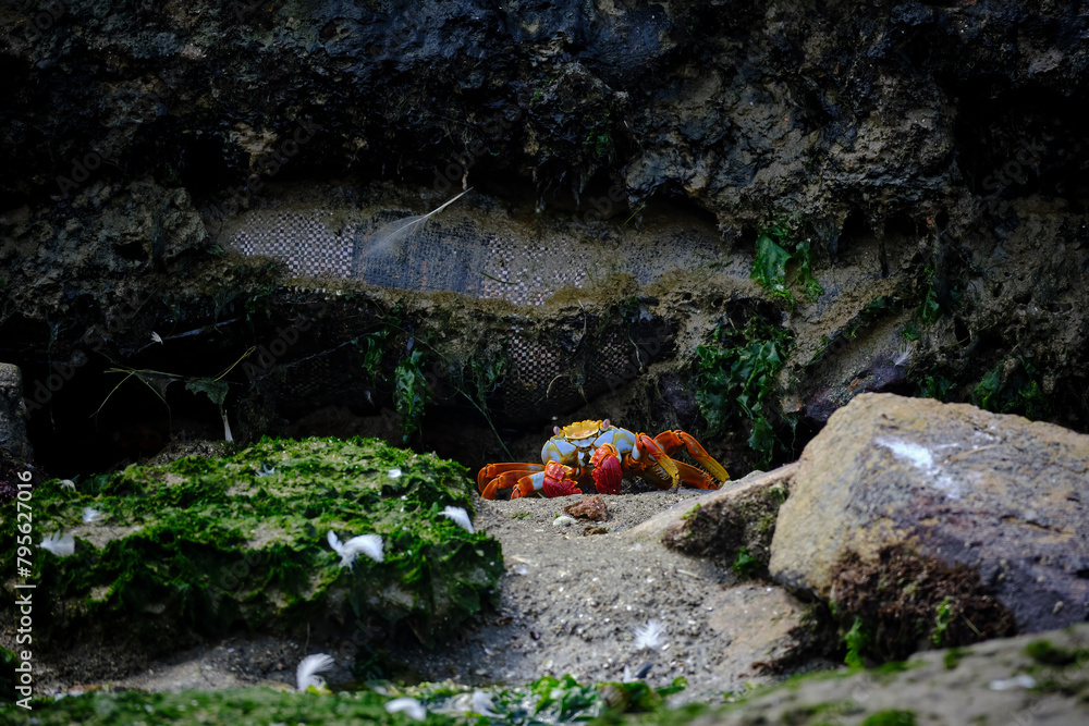 Adult Sally lightfoot crab (Grapsus grapsus) in the sandy pool of La Punta beach in Lima - Peru. Adult Sally lightfoot crab (Grapsus grapsus) in the sandy pool of La Punta beach in Lima - Peru.