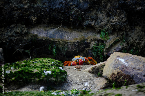 Adult Sally lightfoot crab (Grapsus grapsus) in the sandy pool of La Punta beach in Lima - Peru. photo