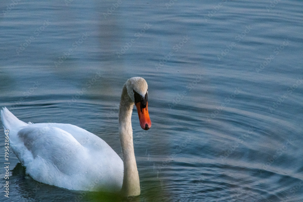 Fototapeta premium swan on the lake