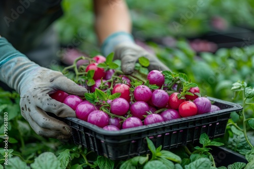 Harvest of purple cherry tomatoes in a plastic box in the hands of a farmer